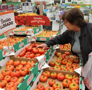  Tomate limachino antiguo llega a 15 supermercados de Antofagasta a Puerto Montt